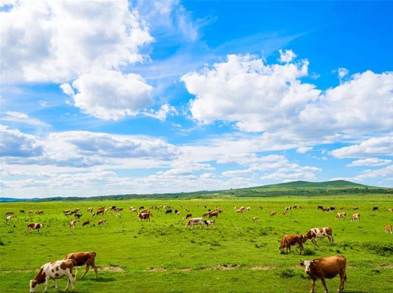 内蒙古，草原瑰宝与大自然的恩赐之地